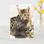 Carte de voeux mignonne de chatons du chat deux de (Fleur jaune)