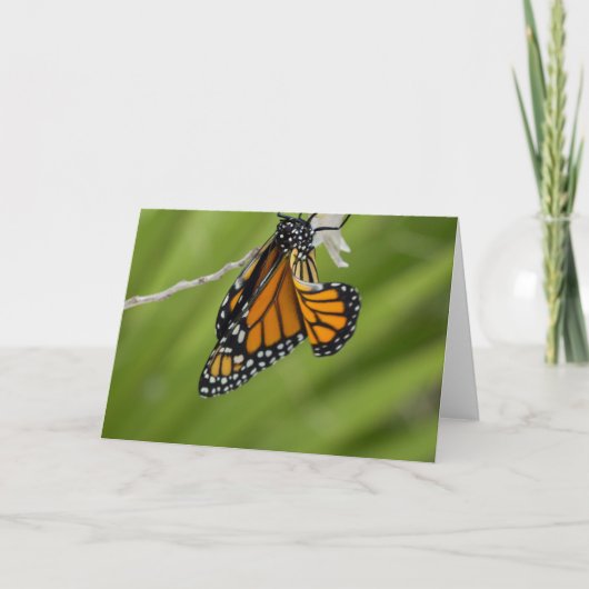 Carte de voeux Monarch Butterfly Blank (Devant)