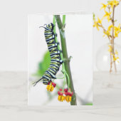 Carte de voeux Monarch Caterpillar (Fleur jaune)