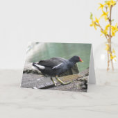Carte de voeux Moorhen (Fleur jaune)