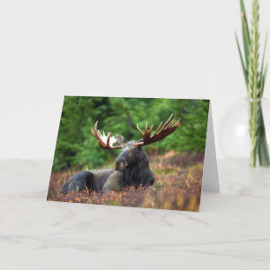 Carte de voeux Moose