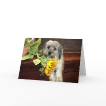 Carte de voeux Morkie
