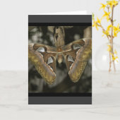 Carte de voeux Moth inhabituelle (Fleur jaune)