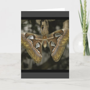 Carte de voeux Moth inhabituelle