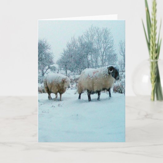 Carte de voeux Moutons en hiver de neige (Devant)
