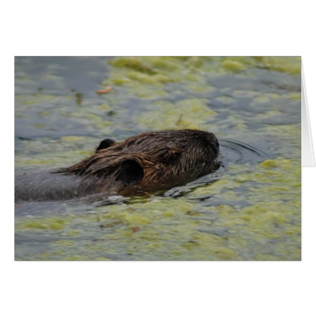 Carte de voeux "Nage Nutria" (Devant horizontal)