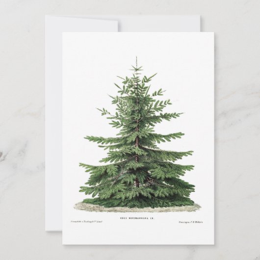 Carte de voeux Noël Pine Arbre Botanique (Devant)