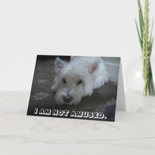 Carte de voeux non amusée de photo de Westie (Devant)