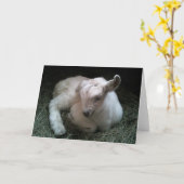 Carte de voeux nouveau-née d'enfant de chèvre (Fleur jaune)