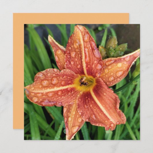 Carte de voeux Orange Day Lily (Devant / Derrière)