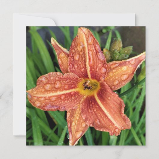 Carte de voeux Orange Day Lily (Devant)