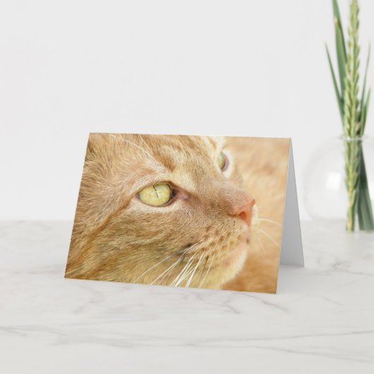 Carte de voeux Orange Tabby (Devant)
