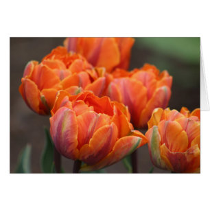 Carte de voeux Orange Tulips.