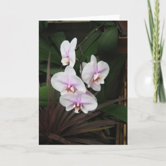 Carte de voeux Orchids