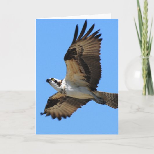 Carte de voeux Osprey Bird (Devant)