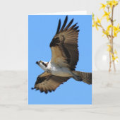 Carte de voeux Osprey Bird (Fleur jaune)