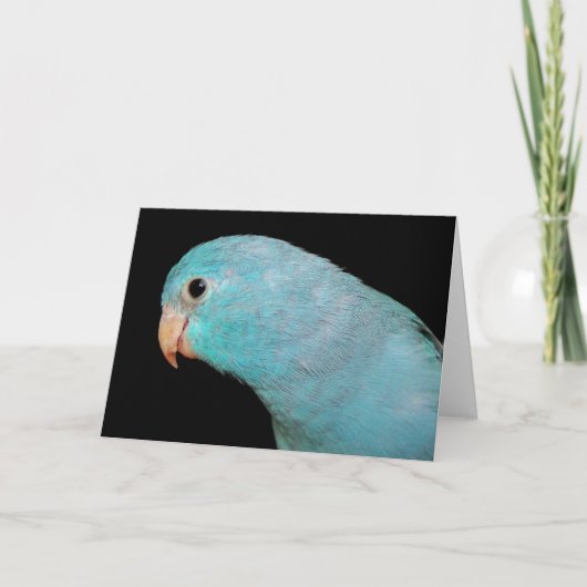 Carte de voeux Pacific Blue Parrotlet Bird (Devant)