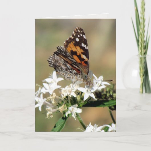 Carte de voeux Painted Lady on Pentas (8988) (Devant)
