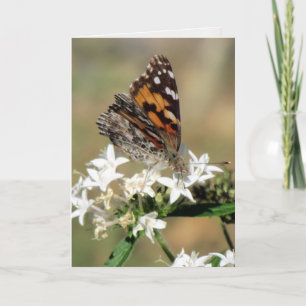 Carte de voeux Painted Lady on Pentas (8988)