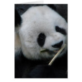 Carte de vœux Panda mignon (Devant)