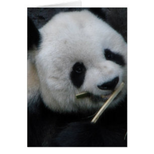 Carte de vœux Panda mignon