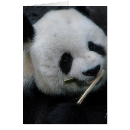Carte de vœux Panda mignon (Devant)