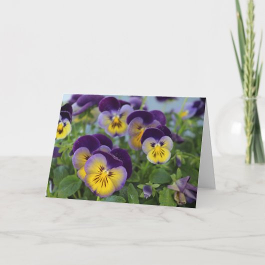 Carte de voeux Pansy (Devant)
