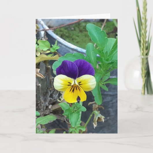 Carte de voeux Pansy violet et jaune (Devant)