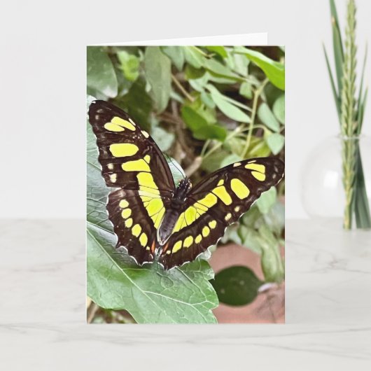 Carte de vœux Papillon Coloré (Devant)