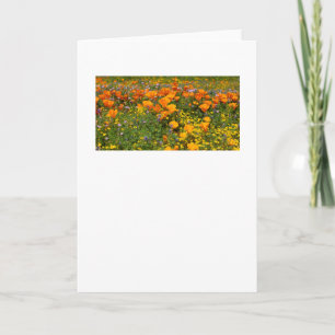 Carte de voeux Payscape California Poppies
