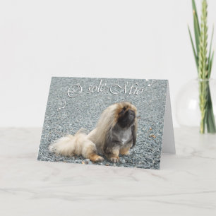 Carte de voeux Pekingese