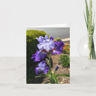 Carte de vœux personnalisée Iris à barbe violette