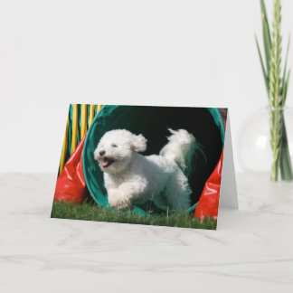 Carte de voeux photo "Bichon Frise Agility"