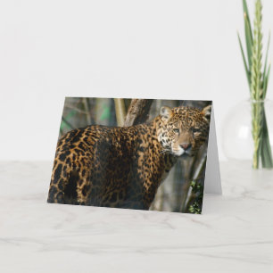 Carte de voeux photo Jaguar