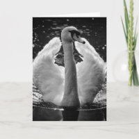 Carte de vœux - Photo noir et blanc de cygne