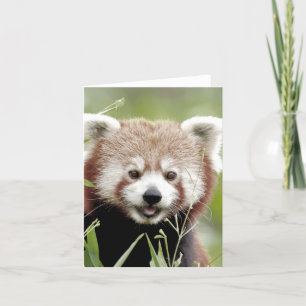Carte de voeux Photo panda rouge, animaux 0635.