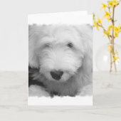 Carte de voeux photo Sheep Dog (Fleur jaune)