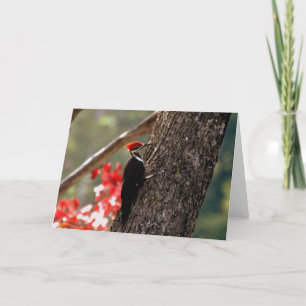 Carte de voeux Pileated Woodpecker