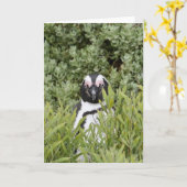 Carte de voeux - Pingouin africain (Fleur jaune)