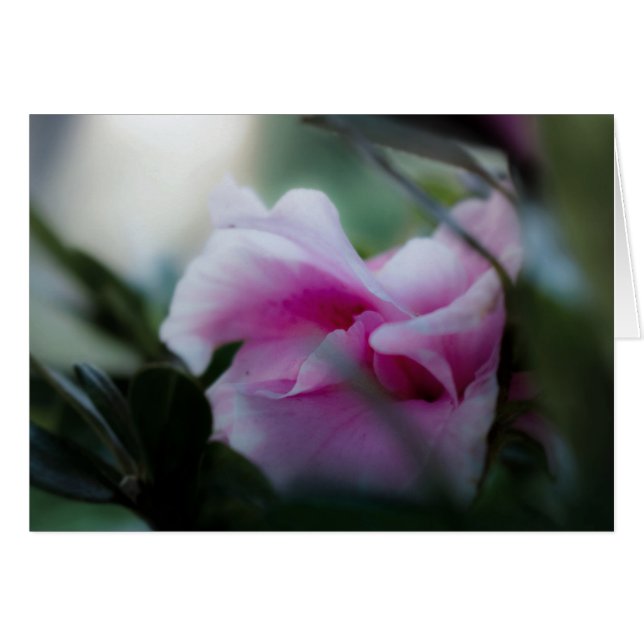 Carte de voeux Pink Azalea (Devant horizontal)