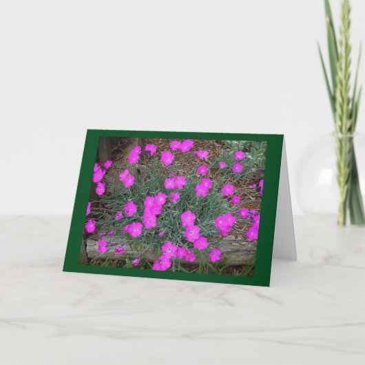 Carte de voeux Pink Dianthus (Devant)