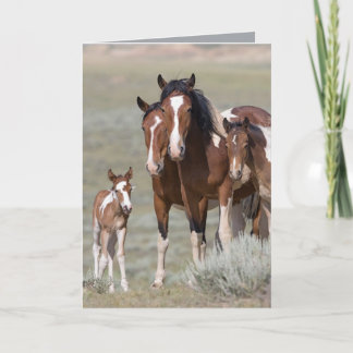 Carte de voeux Pinto Family Wild Horse