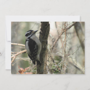 Carte de voeux plat Downy Woodpecker