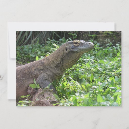 Carte de voeux plat Komodo Dragon (Devant)