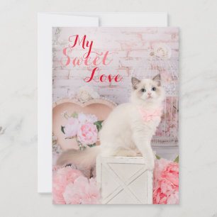 Carte de vœux plate de chaton Ragdoll pour les fêt