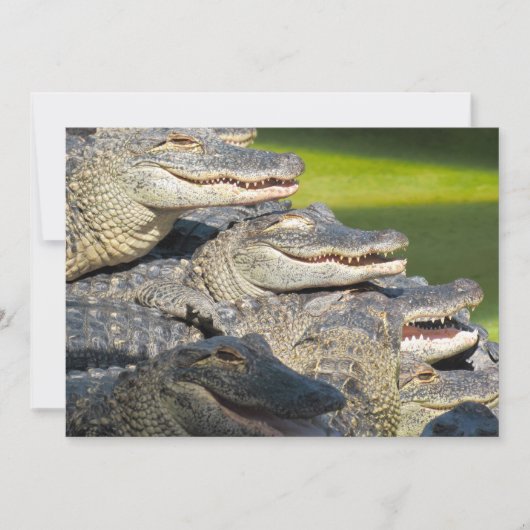 Carte de voeux plate des Alligators américains (Devant)