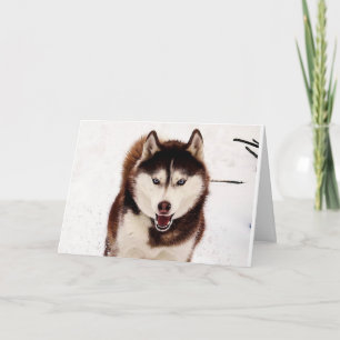 Carte de voeux pliable Sibérienne Husky