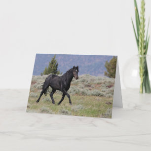 Carte de voeux pliée Black Mustang Stallion