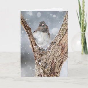 Carte de voeux pliée "Chilling" Junco, 5" x 7"
