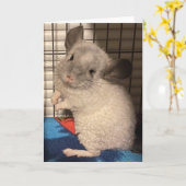 Carte de voeux pliée Chinchilla (Fleur jaune)